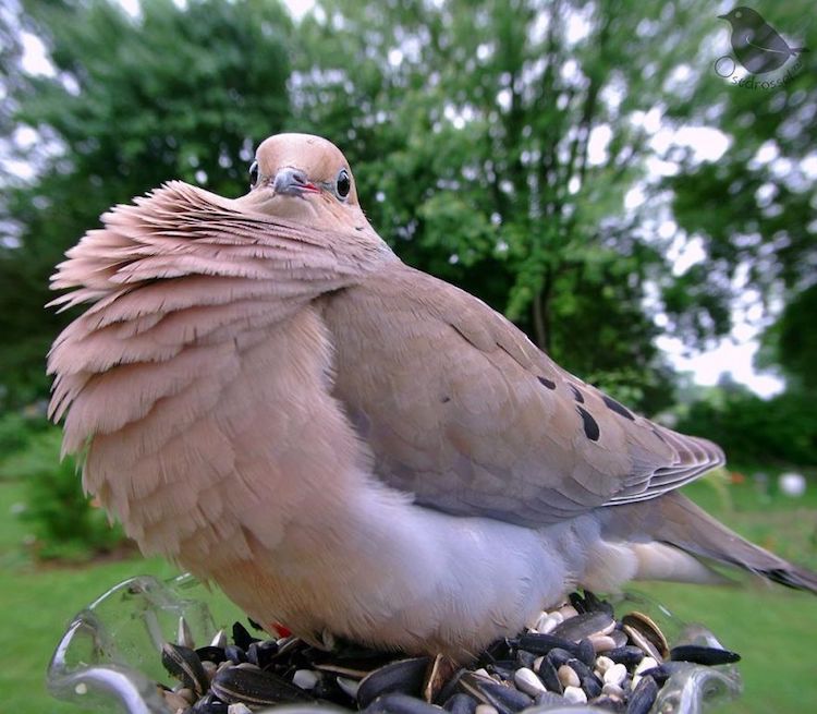 Fotos de pájaros tomadas desde un comedero para aves por Ostdrossel