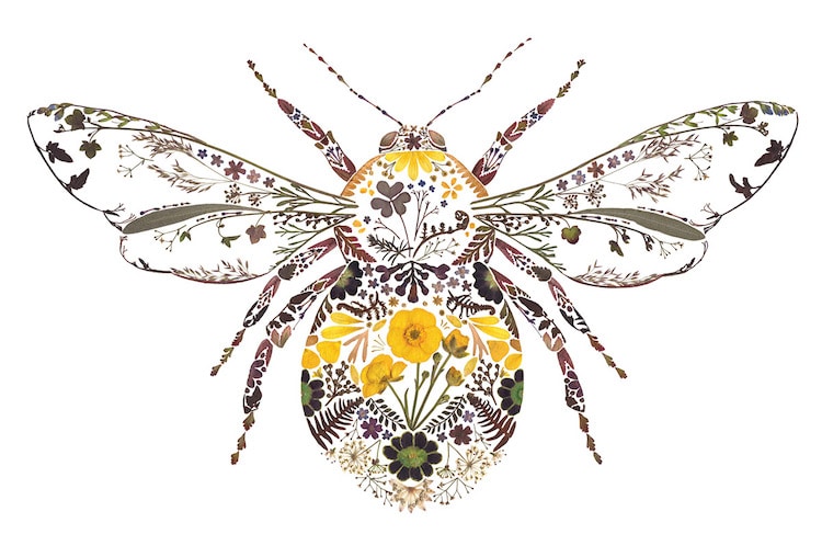 Botanical Illustrations by Helen Ahpornsiri