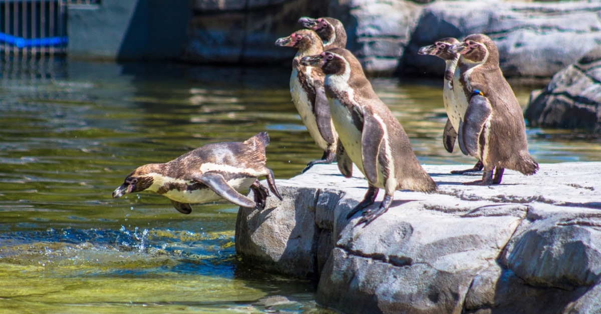 Supermarket Adopts Chester Zoo's Entire Humbolt Penguin Rookery