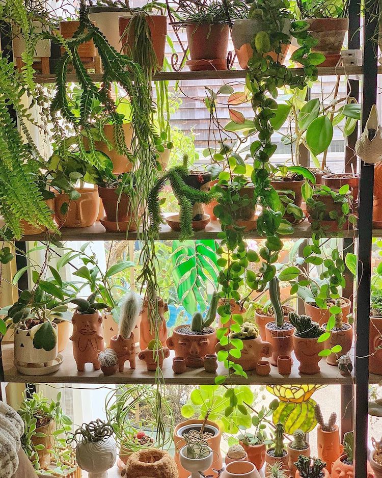 plantas de interior