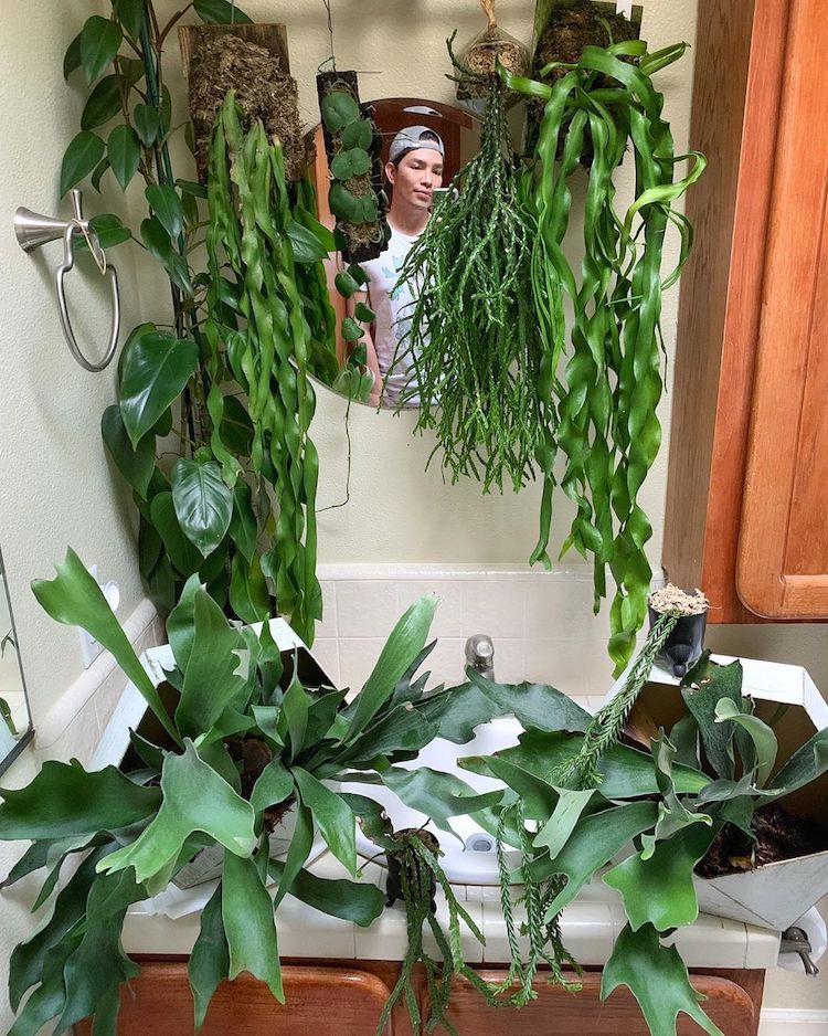 Indoor Plants