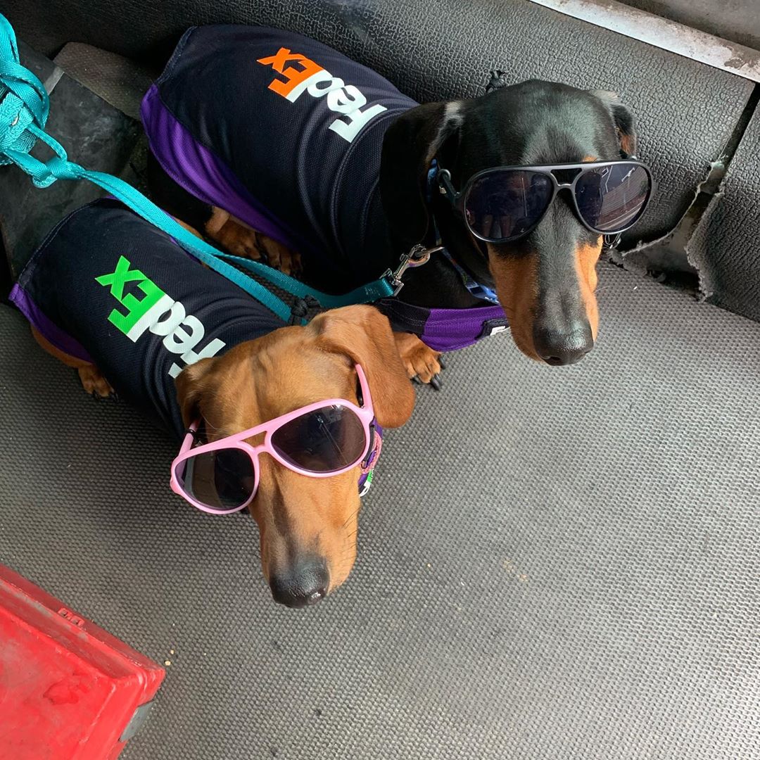 Dachshund Space® Luxury Transporter