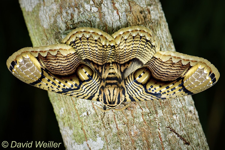 moth avec des yeux de tigre sur des ailes de David Weiller