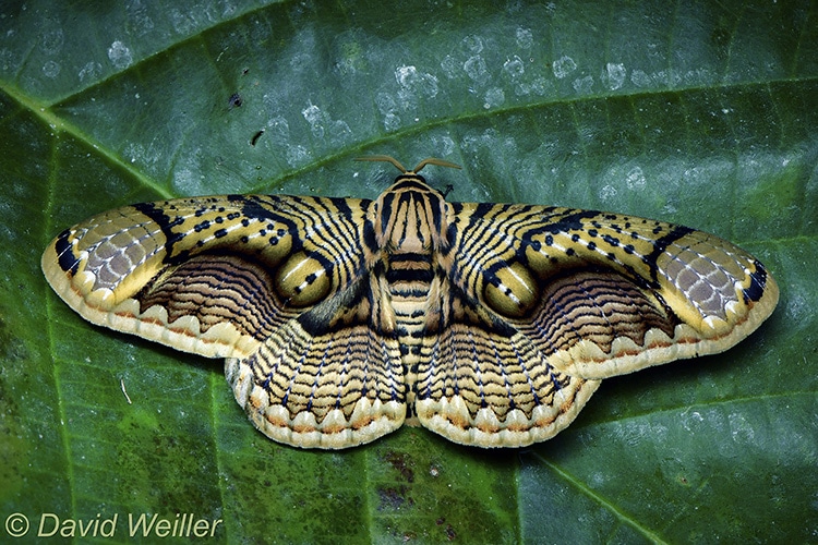 Polilla Brahmaea hearseyi retratada por David Weiller