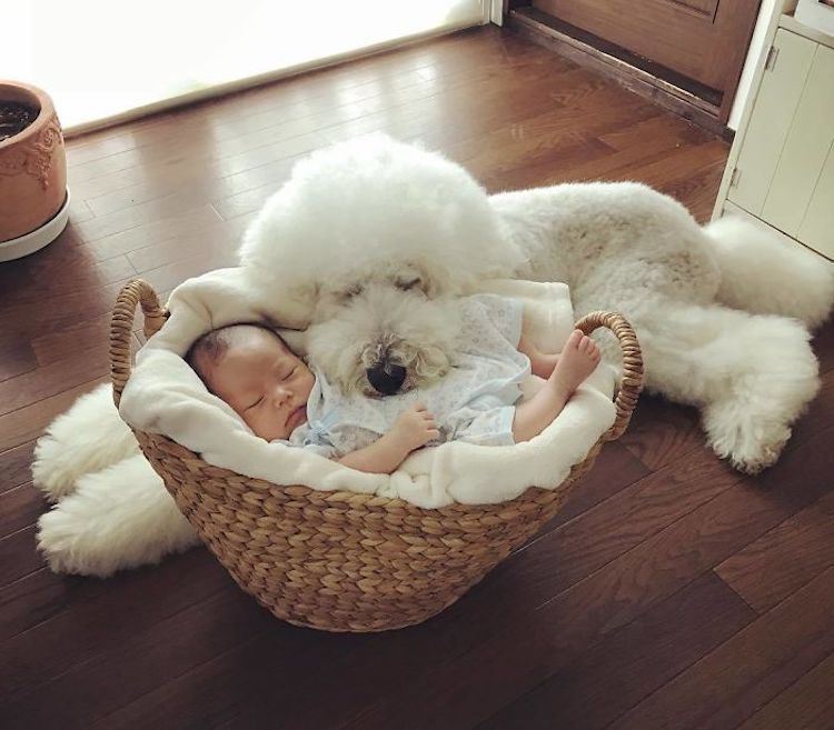 This Stylish Pup Is the “Bob Ross of Dogs” With Fluffy Curls to