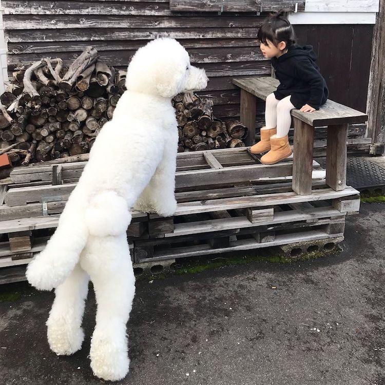 Caniches gigantes y niños