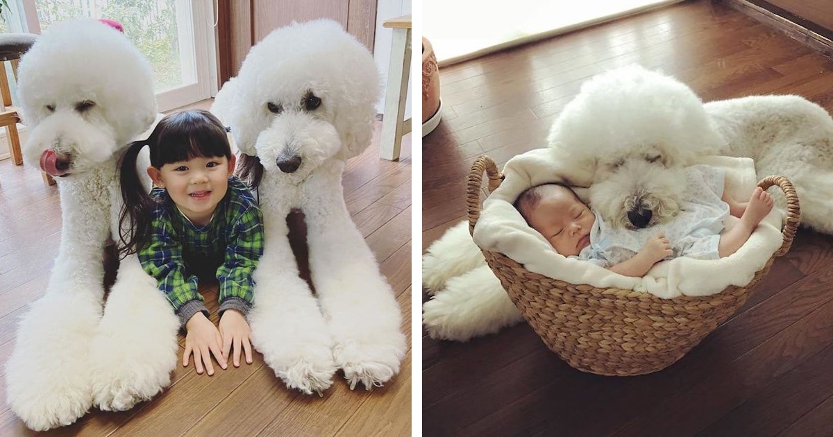 pictures of giant poodles