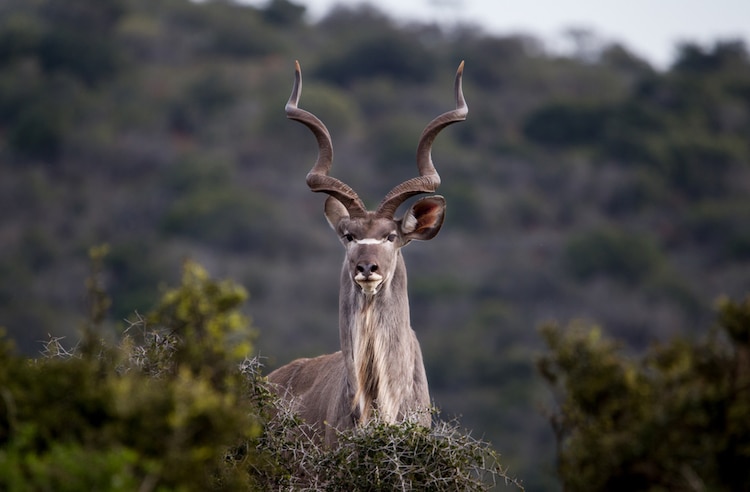 Male Greater Kudu
