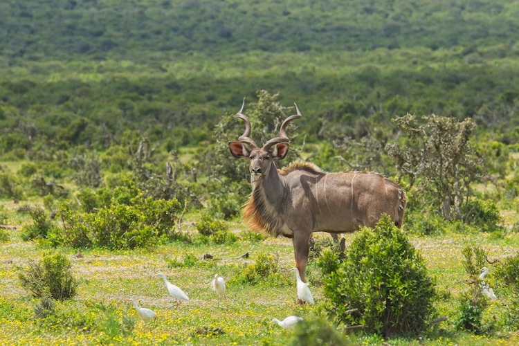 Greater Kudu Standing Near Birds
