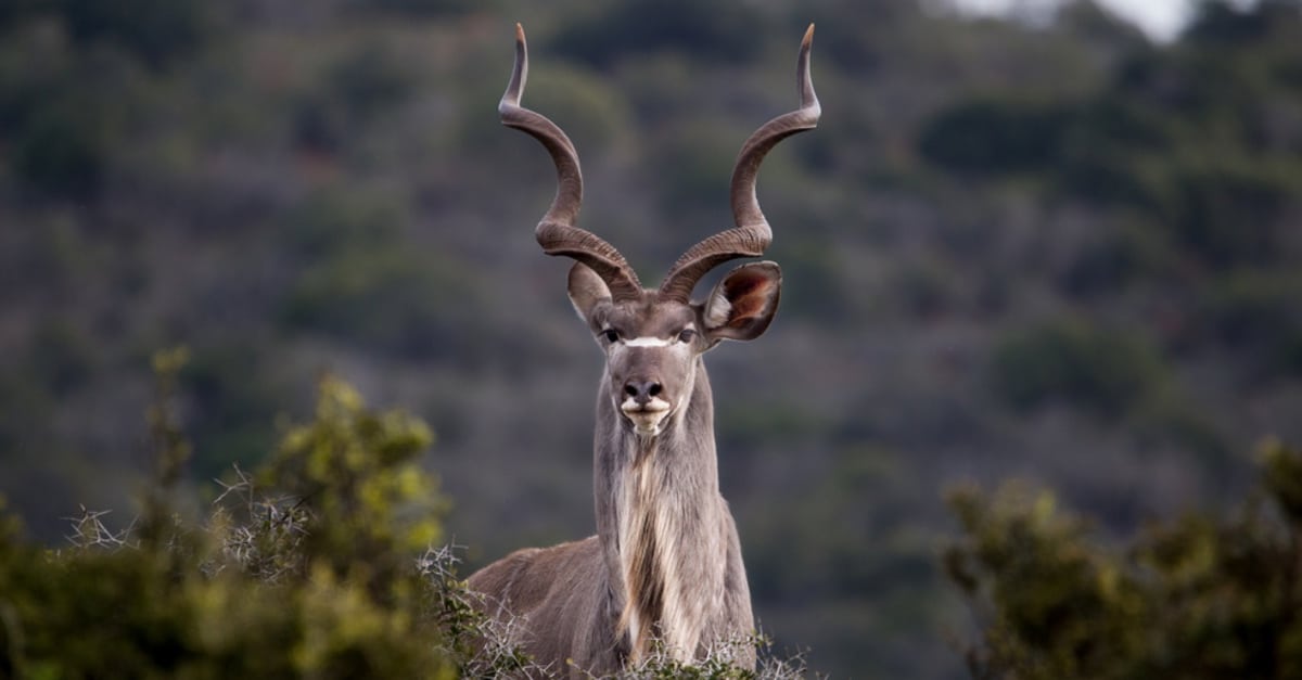 Africa's Greater Kudu are Antelops with Incredible Sprial Horns