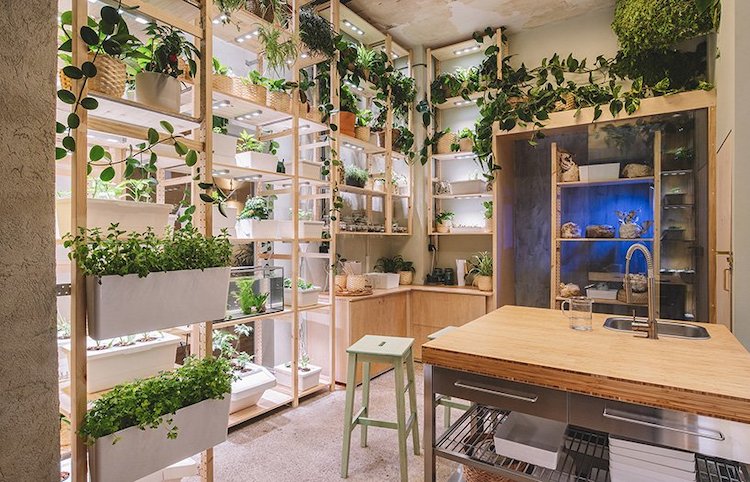 Sustainable Home Filled with Plants