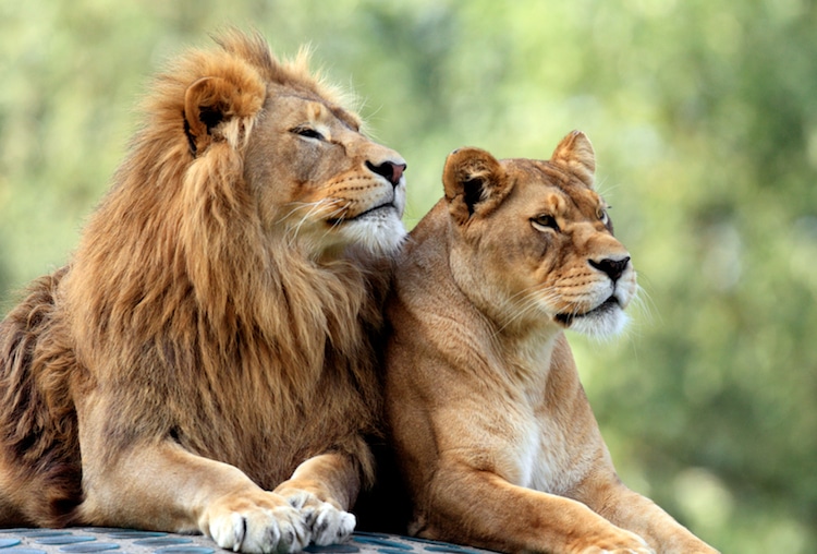 Foto de dos leones
