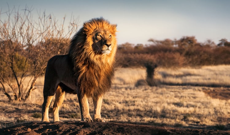 Foto de un león macho