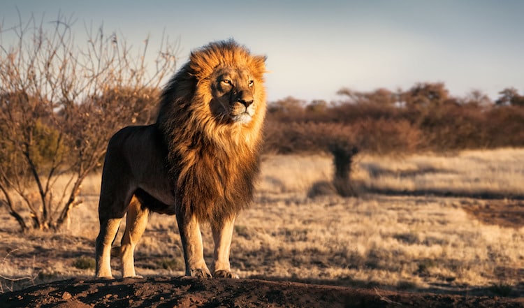 how to draw a realistic lion step by step