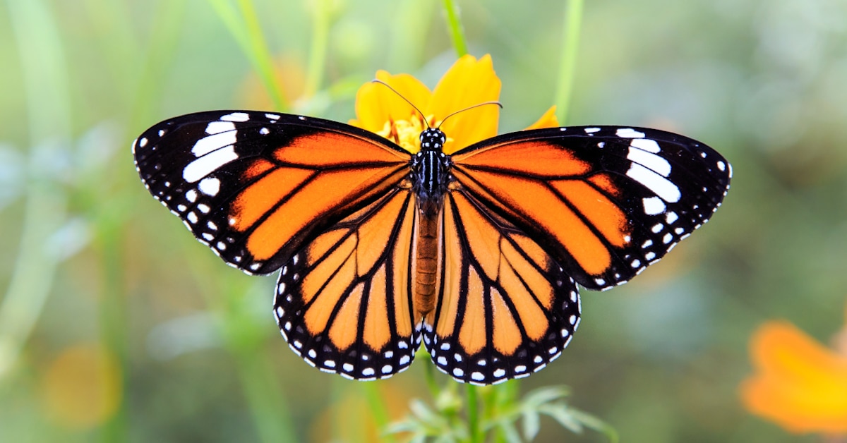 Mariposa monarca: la encantadora criatura que une a América del Norte