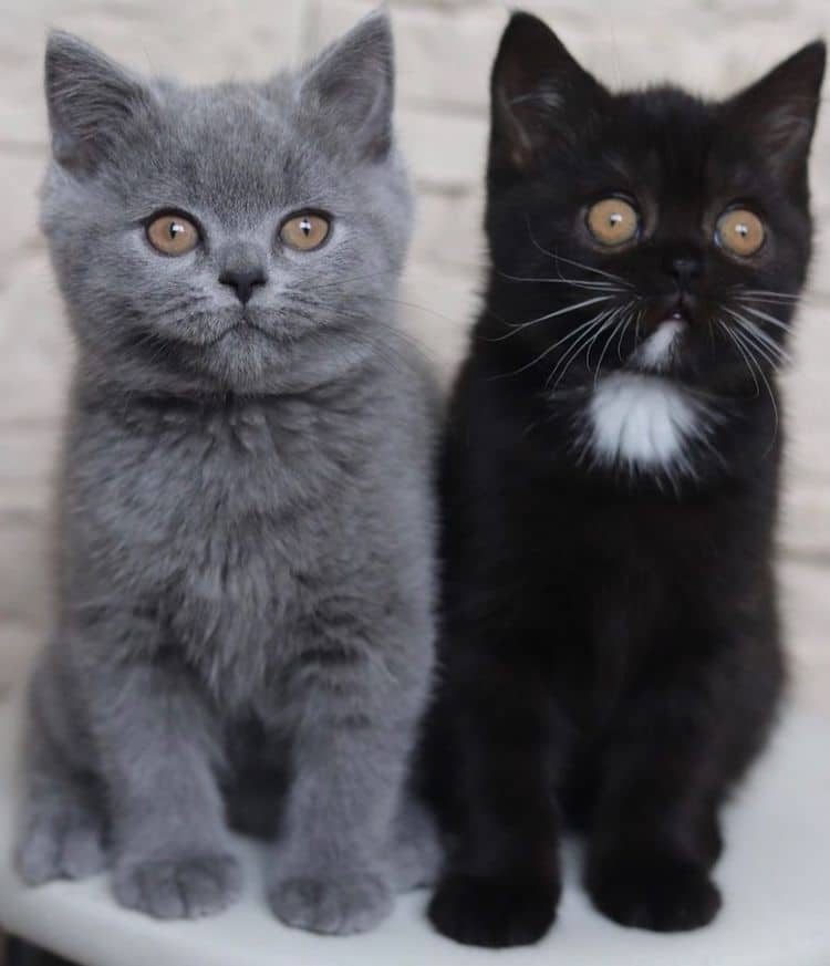 gatitos gris y negro