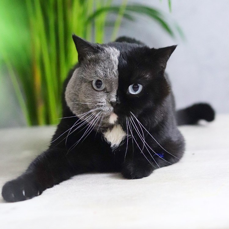 Narina Two-Faced Cat