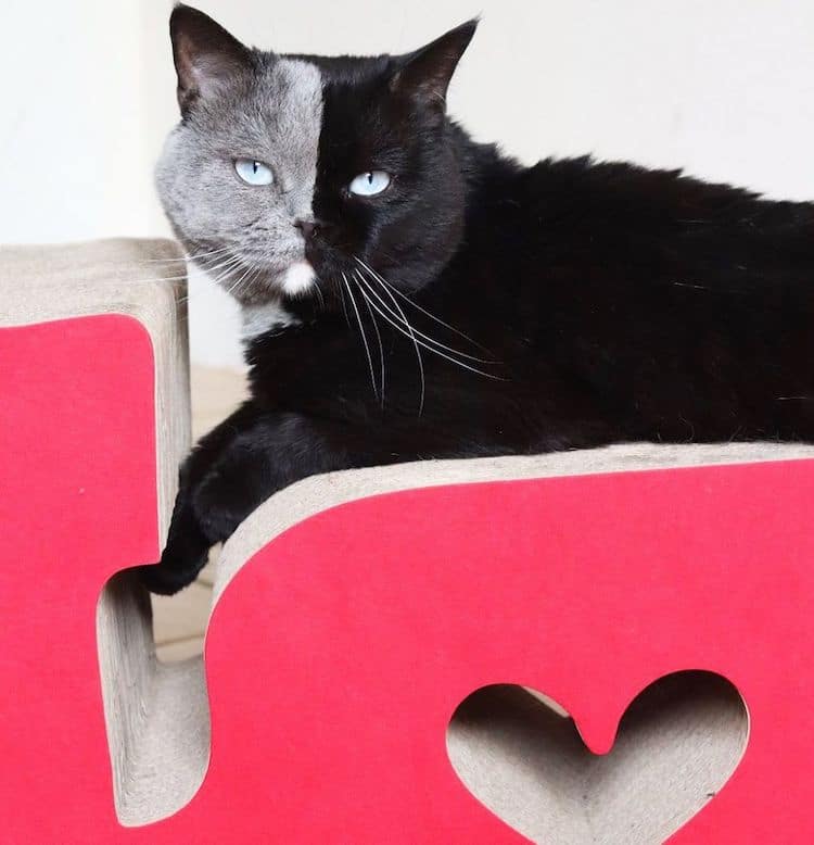 Narnia the Two-Faced Cat Becomes Father to Kitten in Each of His Colors