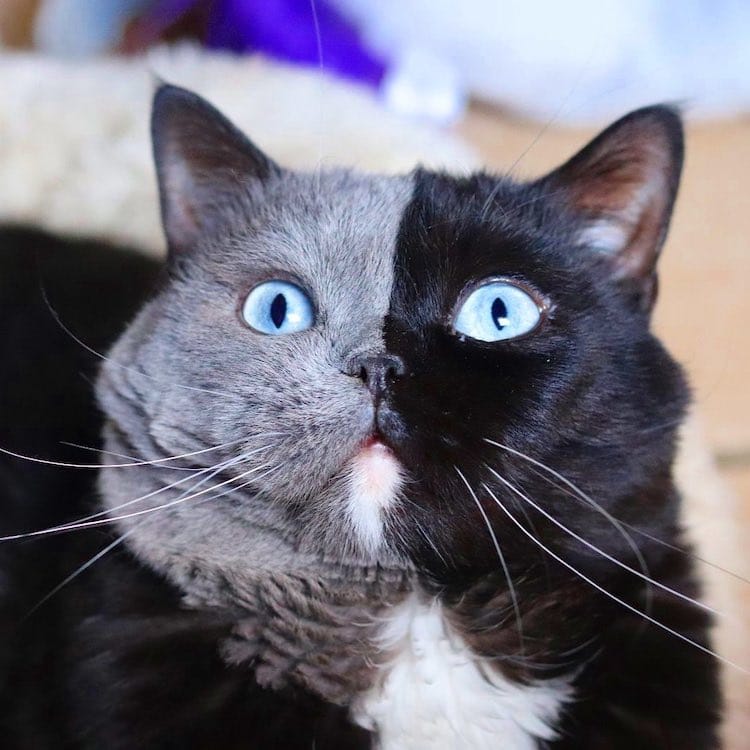 Narnia the Two  Faced  Cat  Becomes Father to Kitten in Each 