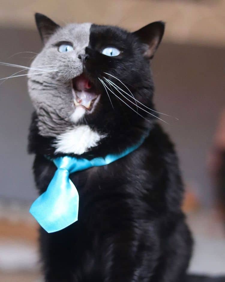 Narnia the Two-Faced Cat Becomes Father to Kitten in Each of His Colors