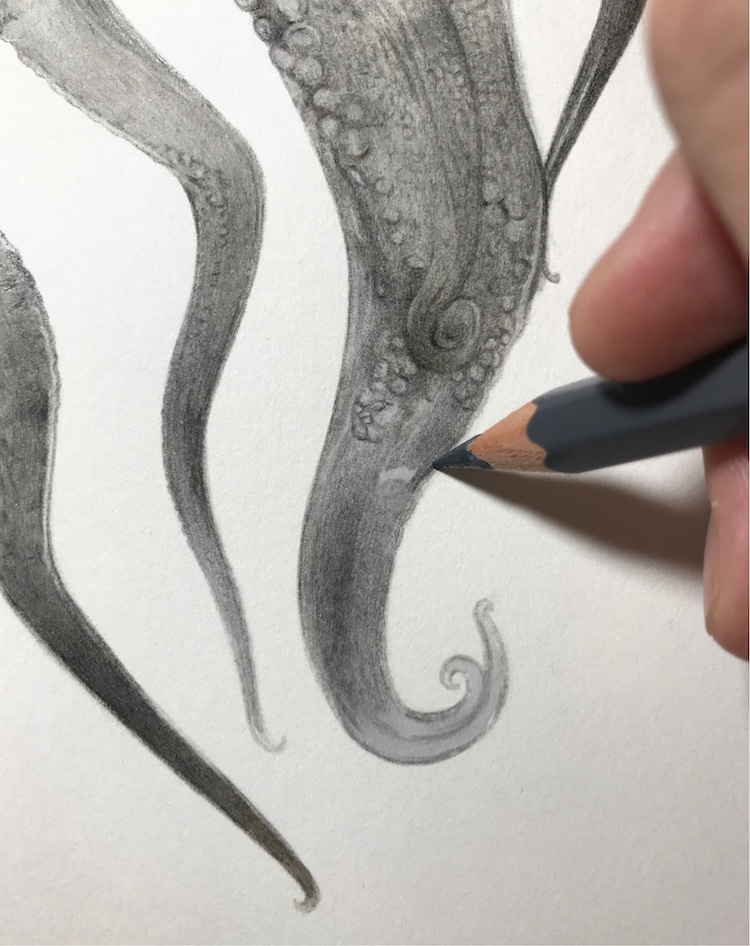 Drawing an Octopus