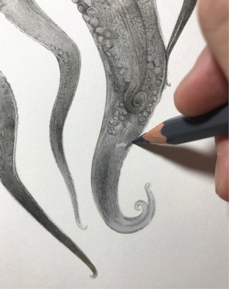 como dibujar un pulpo realista por Yukito Kuda