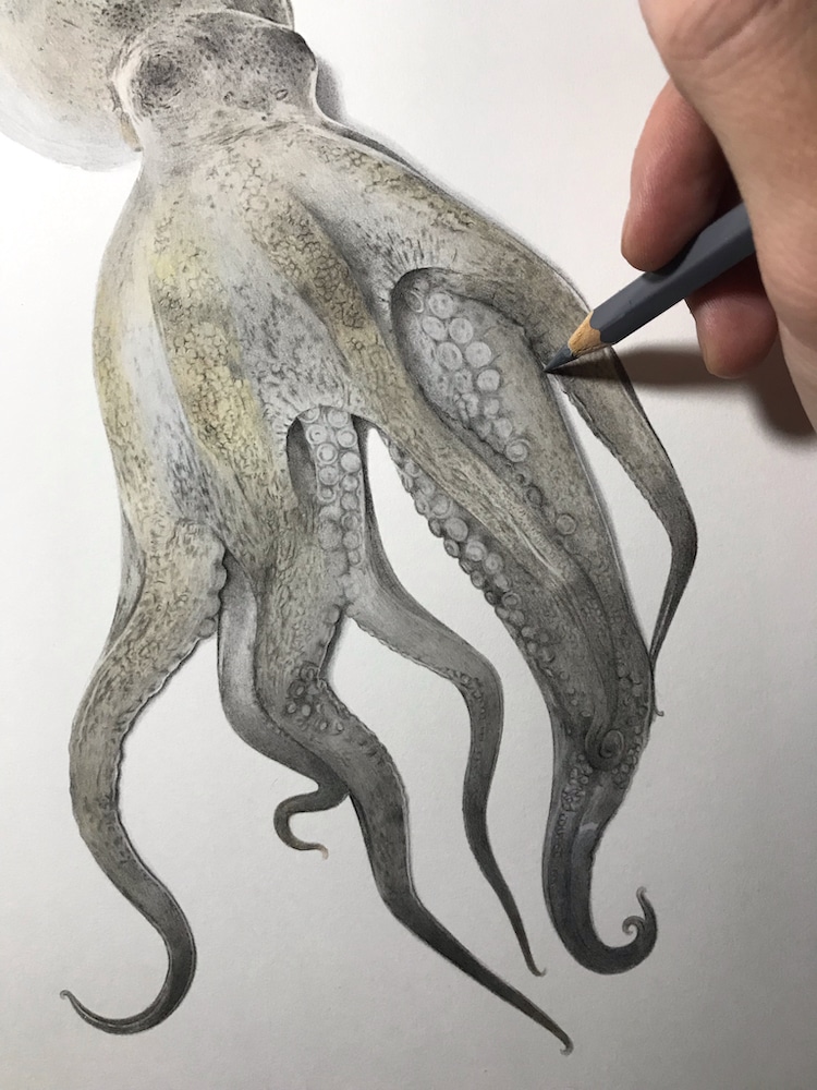 Octopus Drawing by Yukito Kuda