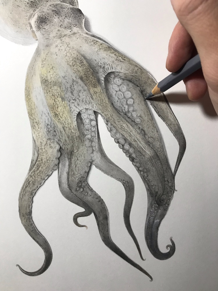 como dibujar un pulpo realista por Yukito Kuda