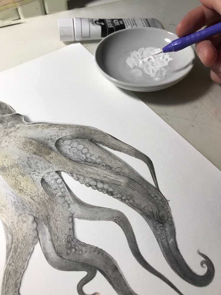 Octopus Drawing by Yukito Kuda