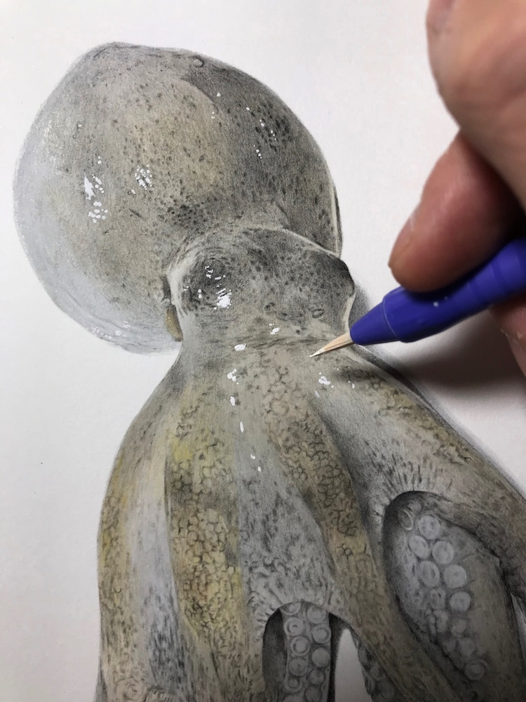 como dibujar un pulpo realista por Yukito Kuda