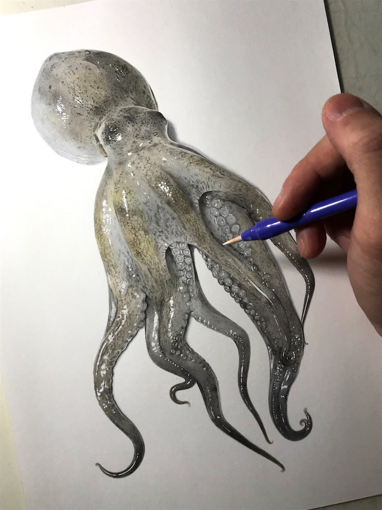 como dibujar un pulpo realista por Yukito Kuda