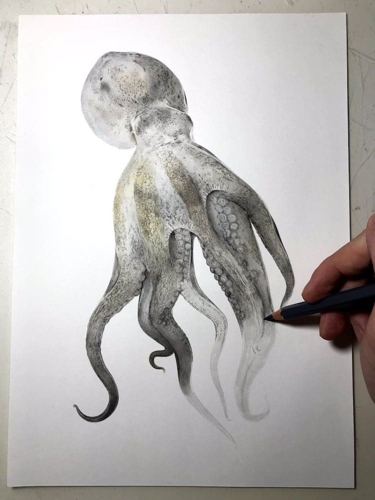 como dibujar un pulpo realista por Yukito Kuda