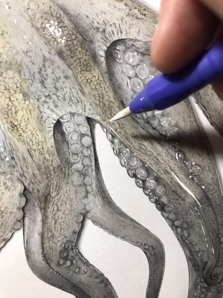 Octopus Drawing Detail