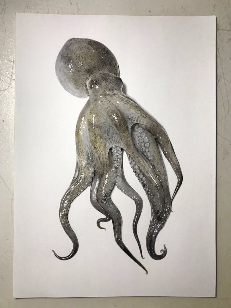 NSRW Octopus - Drawing. Public domain image. - PICRYL - Public Domain Media  Search Engine Public Domain Search