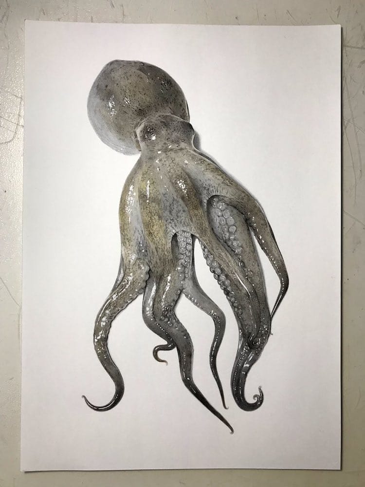 Octopus Drawing by Yukito Kuda