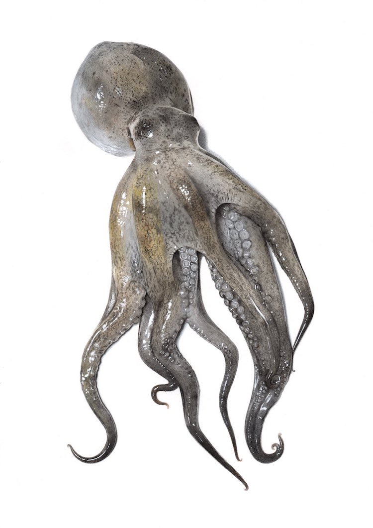 Octopus Drawing by Yukito Kuda