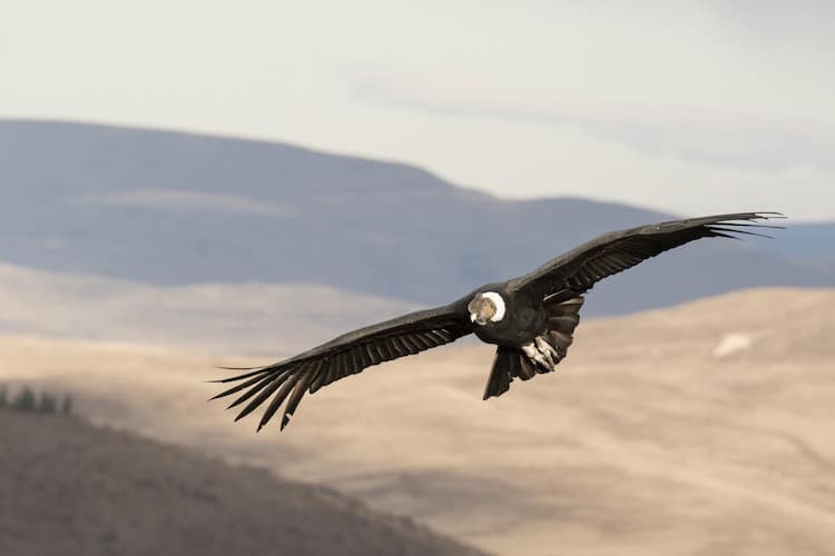 Andean Condor Flyingt