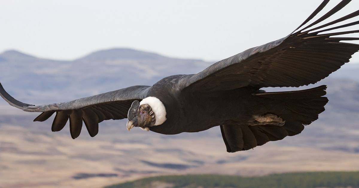 Giant Andean Condor Can Fly Without Flapping Its Wings For Over 5 Hours