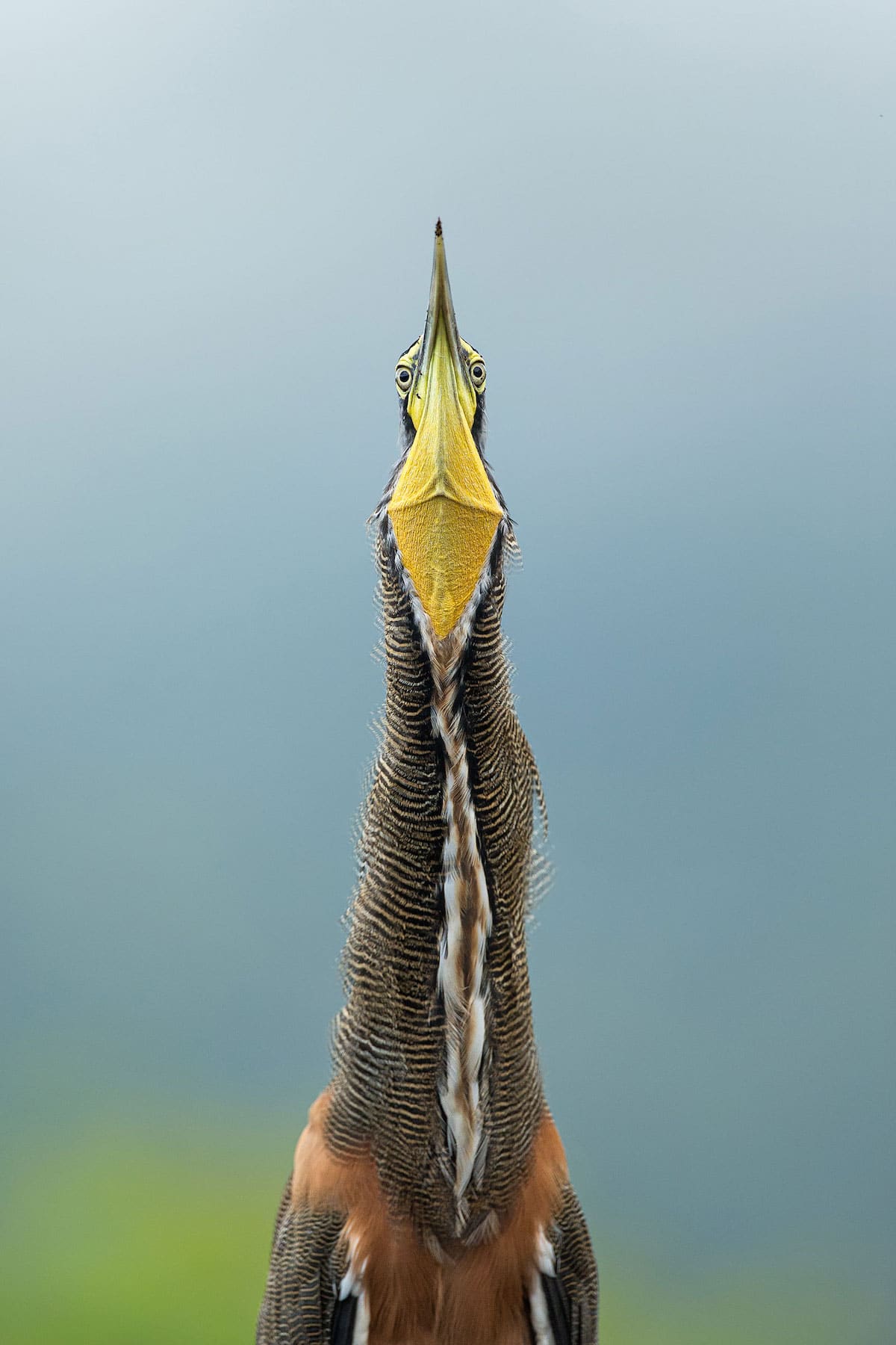 Bare-throated Tiger-Heron