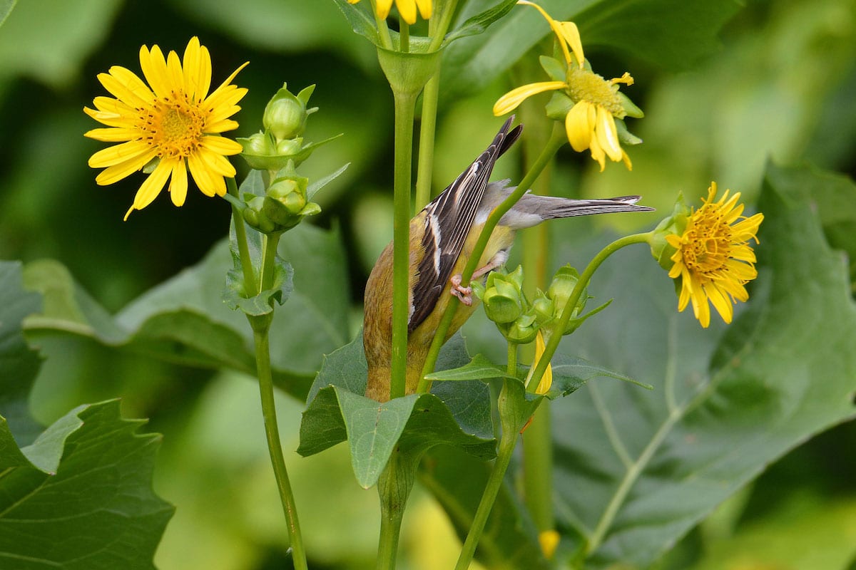 American Goldfinch