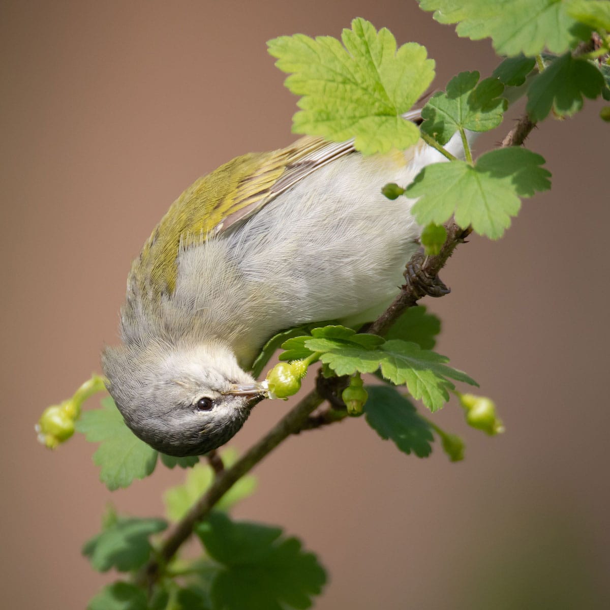 Tennessee Warbler