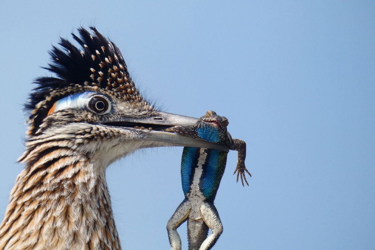 Roadrunner Eating a Lizard