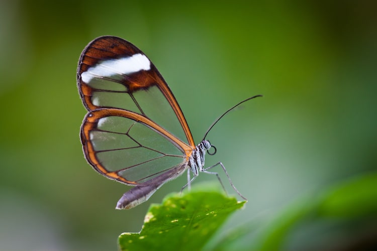 Glasswing Butterfly With Transparent Wings On A Leaf