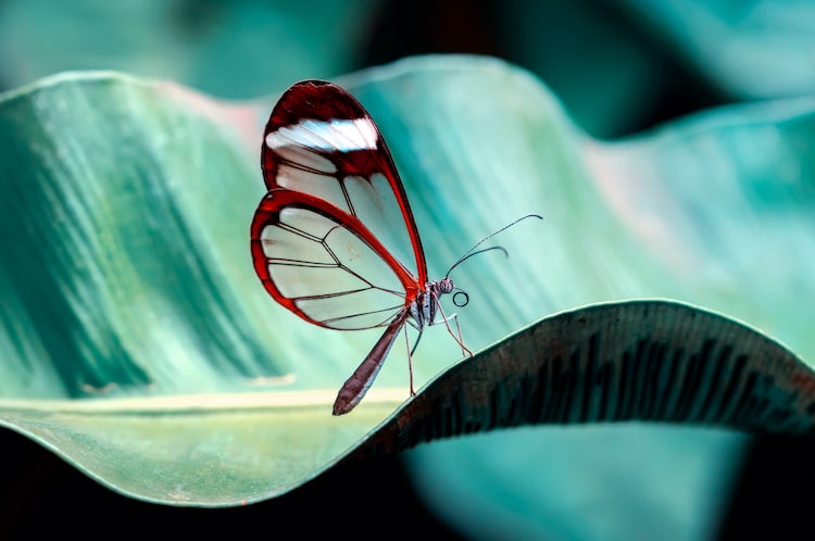 Borboleta Glasswing com asas transparentes em uma folha