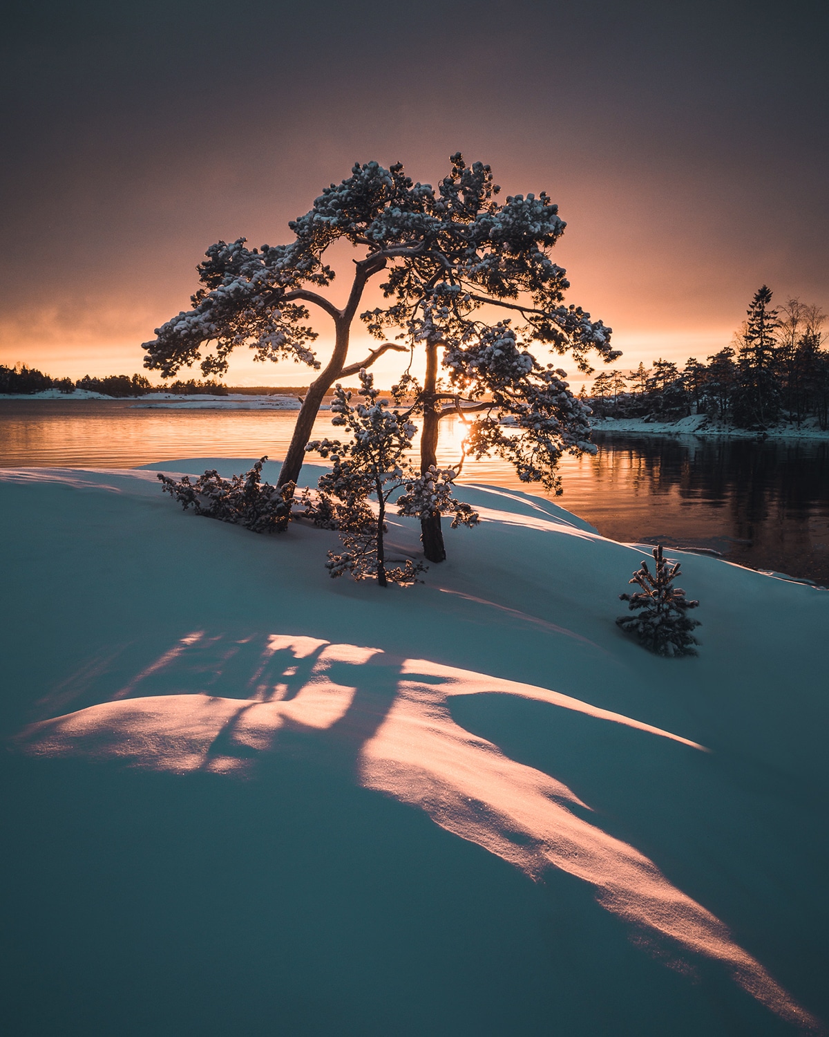 Snow Covered Tree at Sunset
