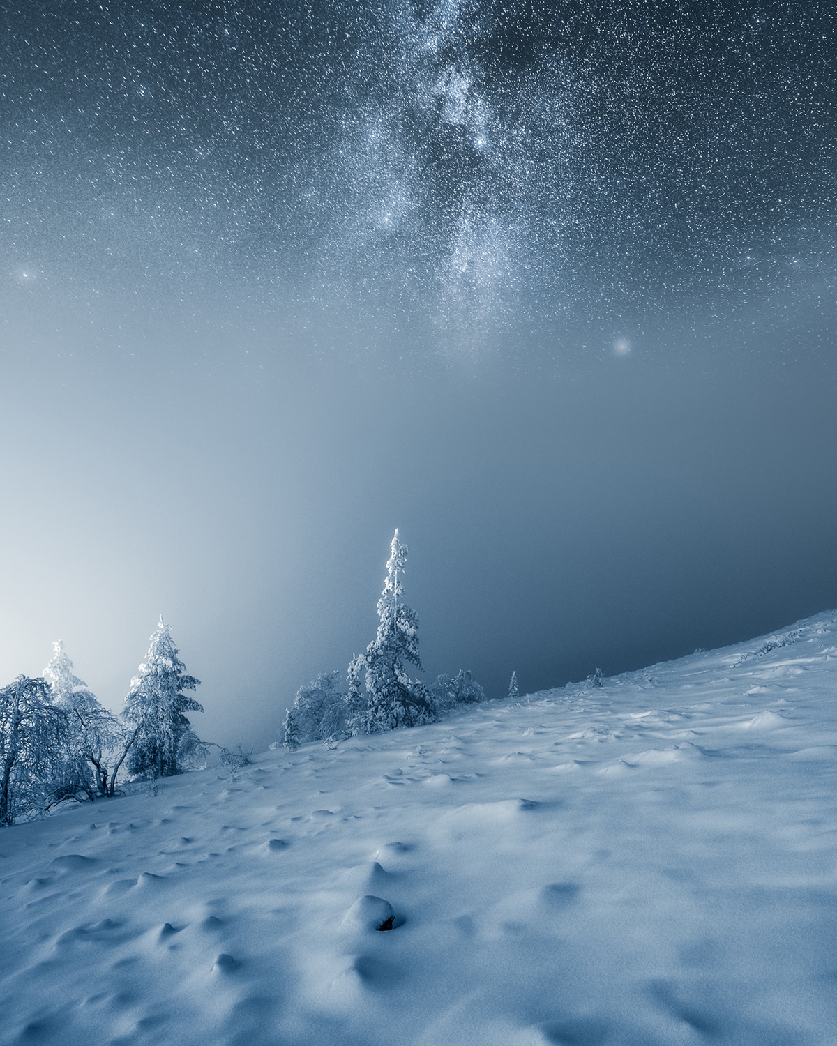 Snow Covered Trees on a HIll