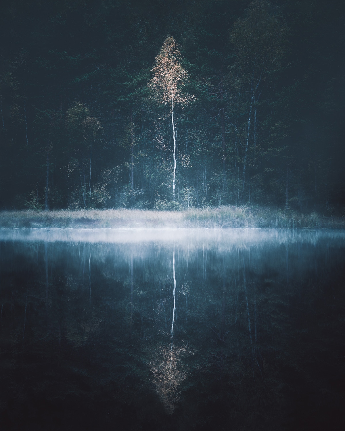 Artistic Photo of a Tree On a Lake