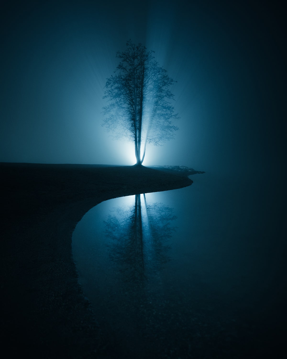 Mysterious Backlit Tree at Night