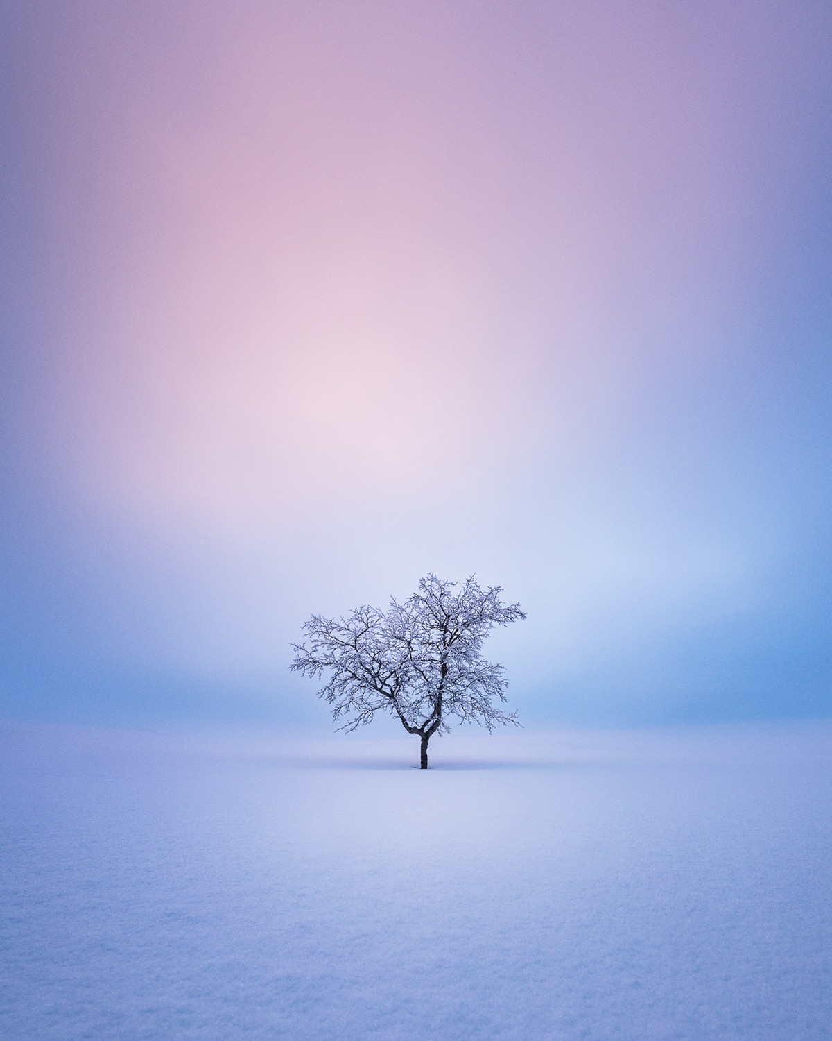 Lone Tree in Wintery Landscape