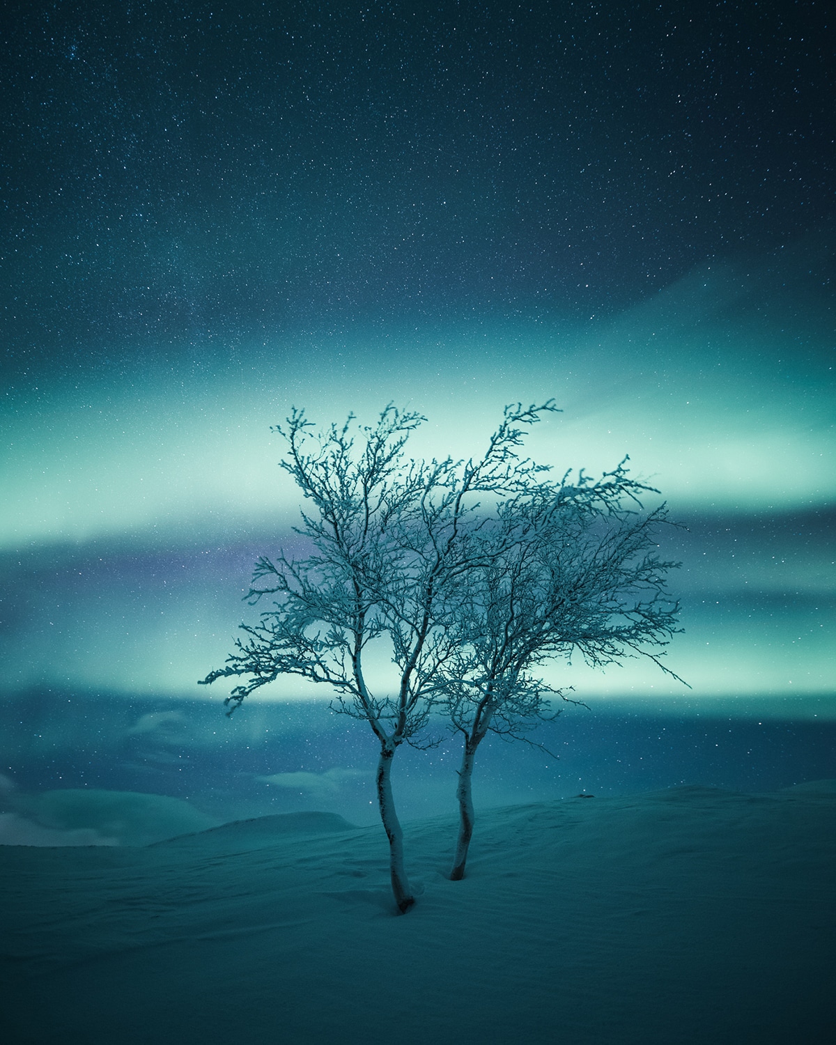 Tree Under the Northern Lights in Finland